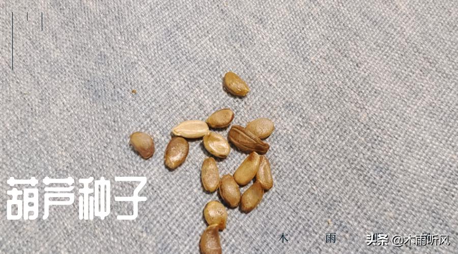 种植葫芦多长时间发芽,葫芦种子不发芽怎么办