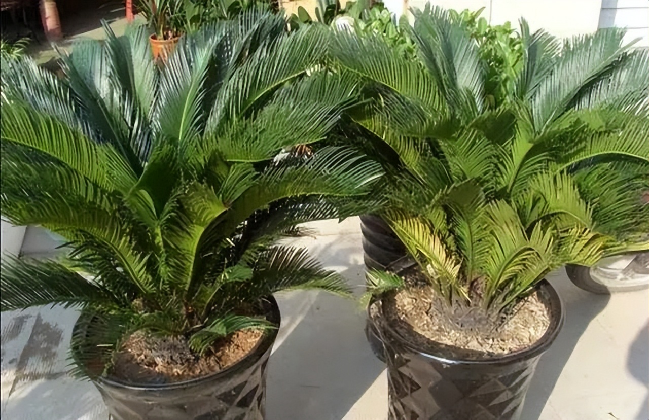 寓意吉利的花有哪些,哪一种花寓意带来好运