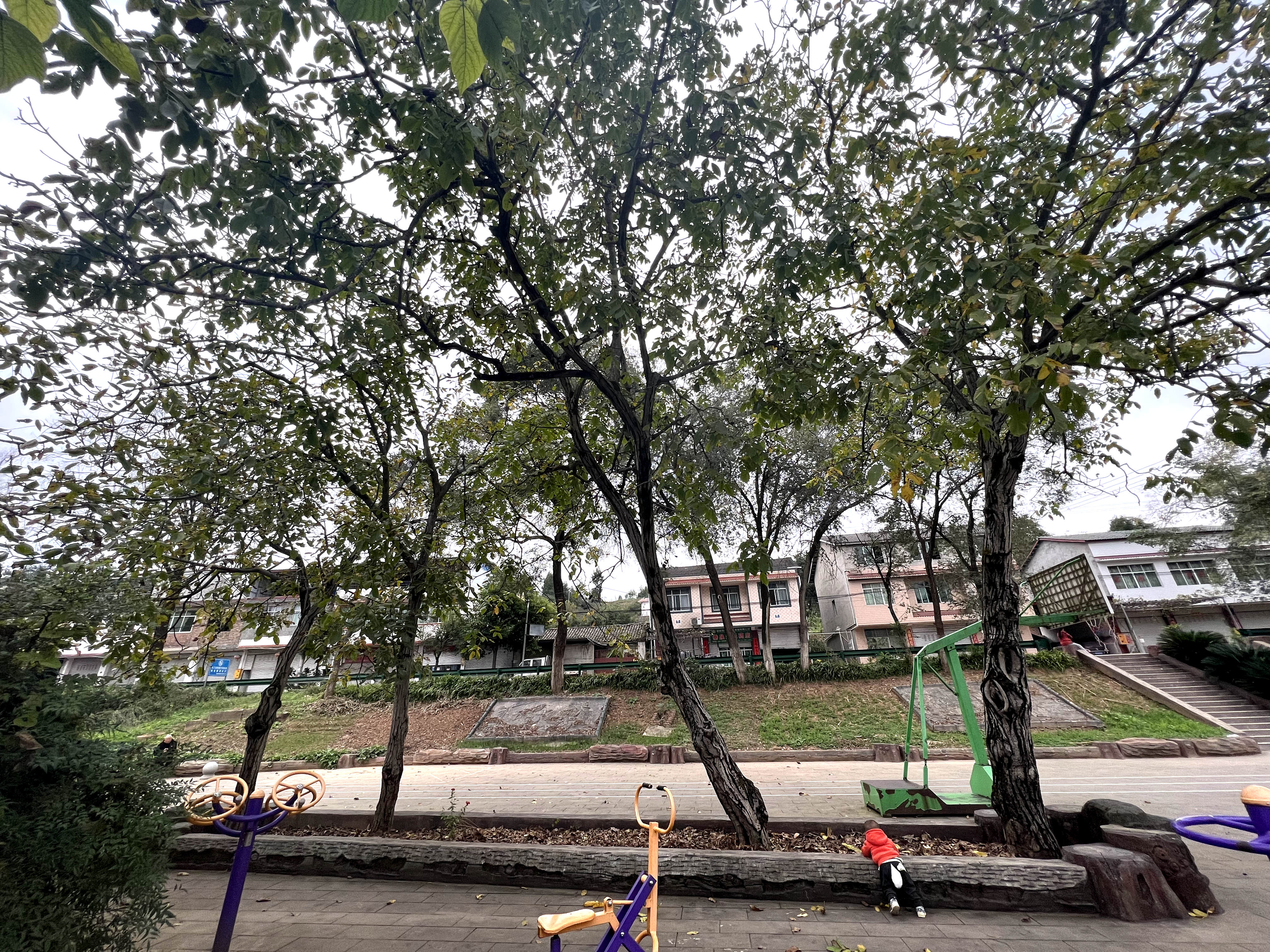 四川广元剑阁核桃树,广元剑阁核桃树