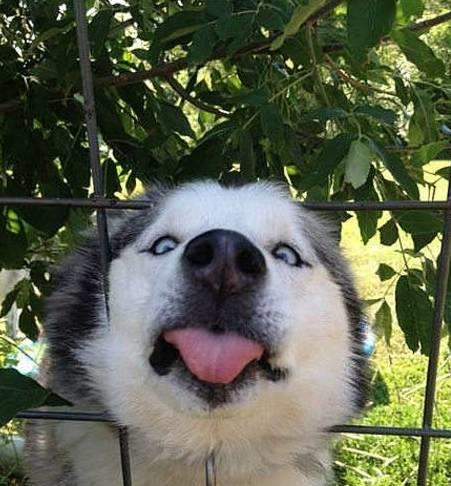 哈士奇有多调皮呢,哈士奇傻傻其实二哈聪明