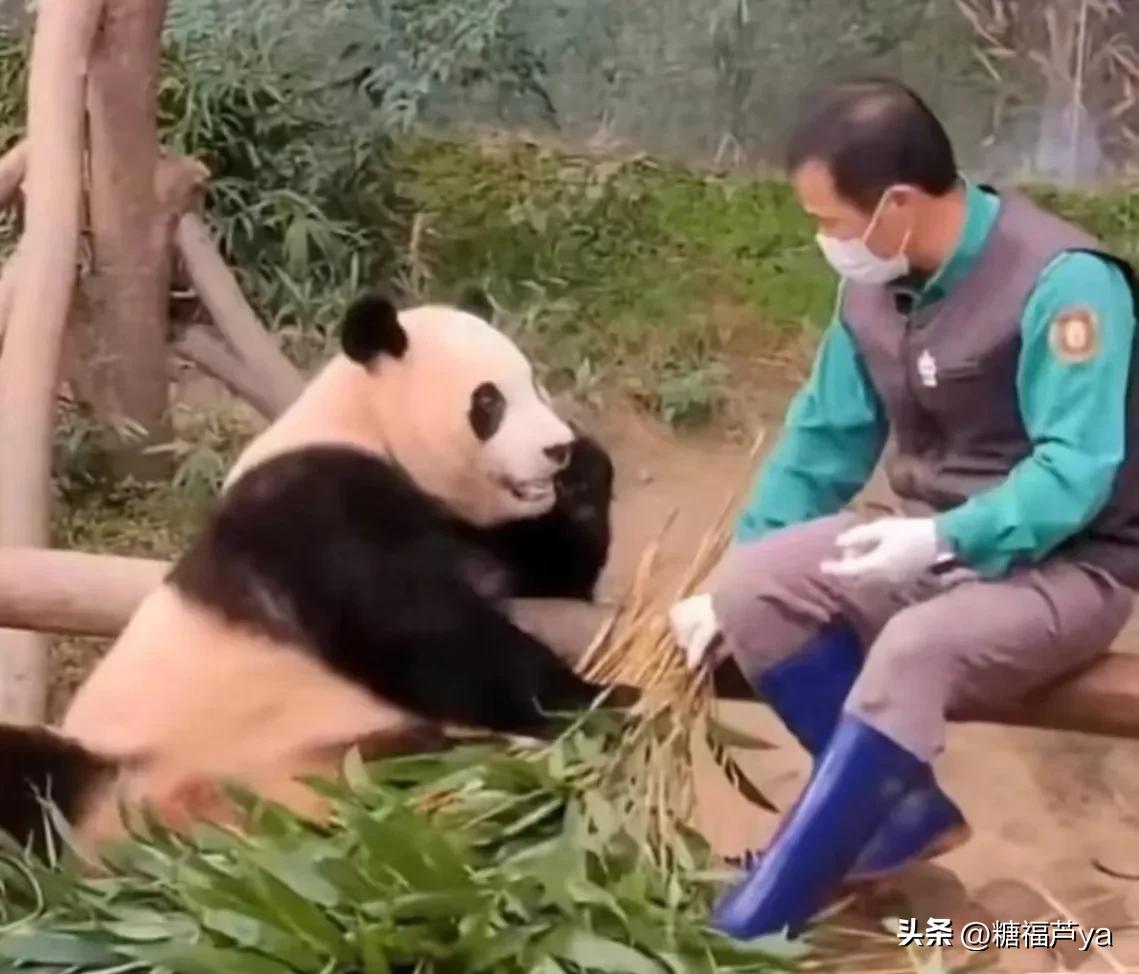 那些证明福宝是人的证据——毛皮大衣下是个小人精