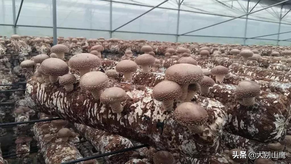 秸秆不能焚烧怎么办,秸秆焚烧问题怎么解决