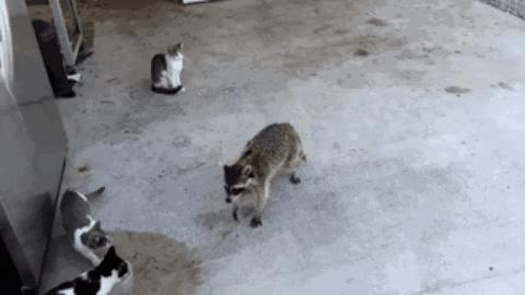 毁童年!干脆面上印的竟然不是小浣熊?