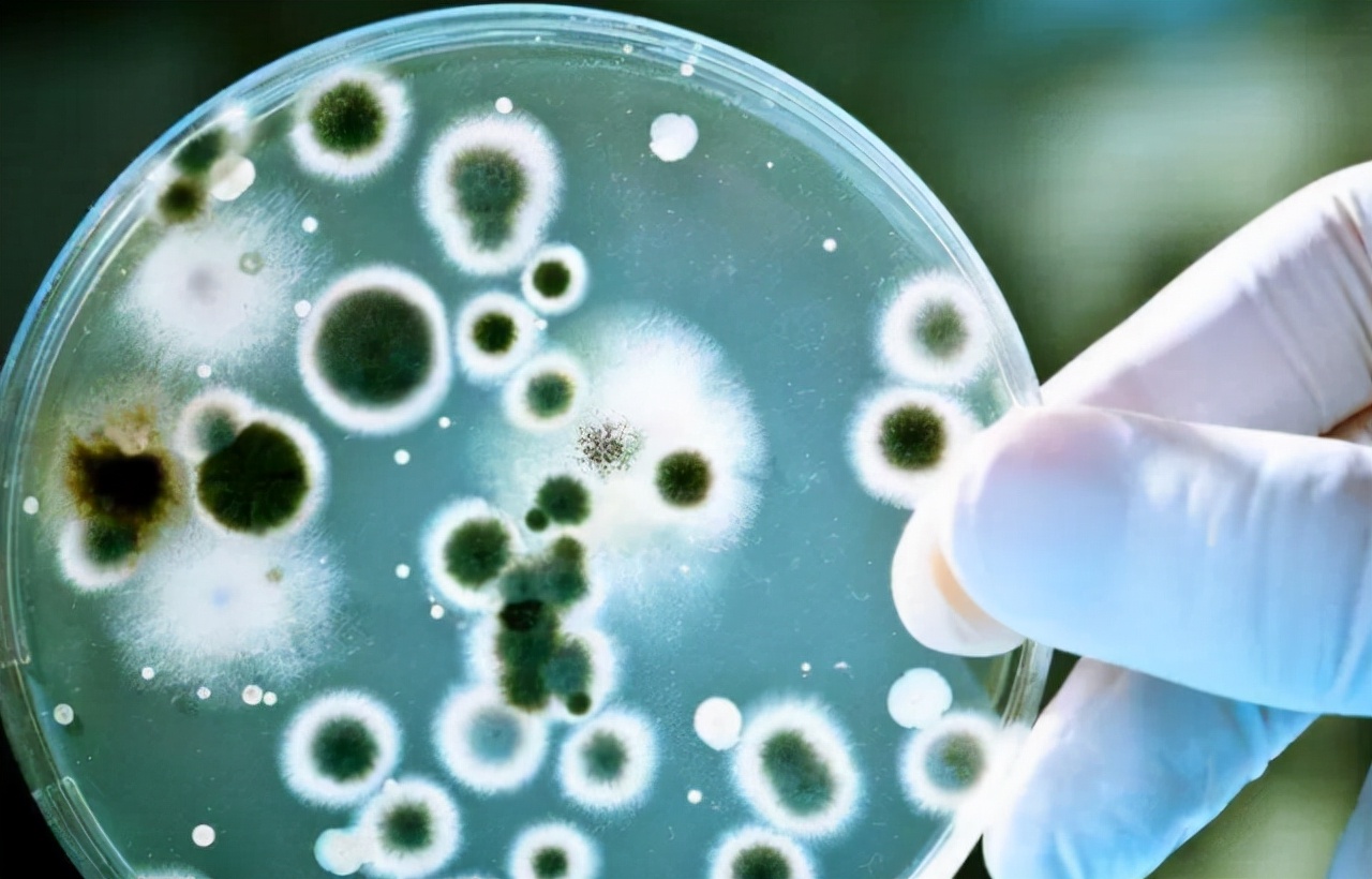 “阿莫西林”要了解，或对4种病有效，乱用、滥用或会引火烧身？