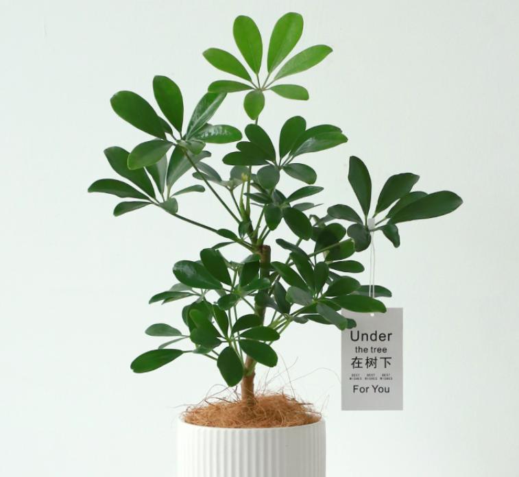 室内最好养的大型绿植发财树,发财树十种养不死的室内大型绿植