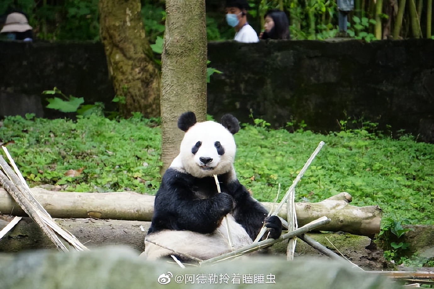 不高的高高和他不白的老婆白云——91年出生的童颜女神大熊猫白云