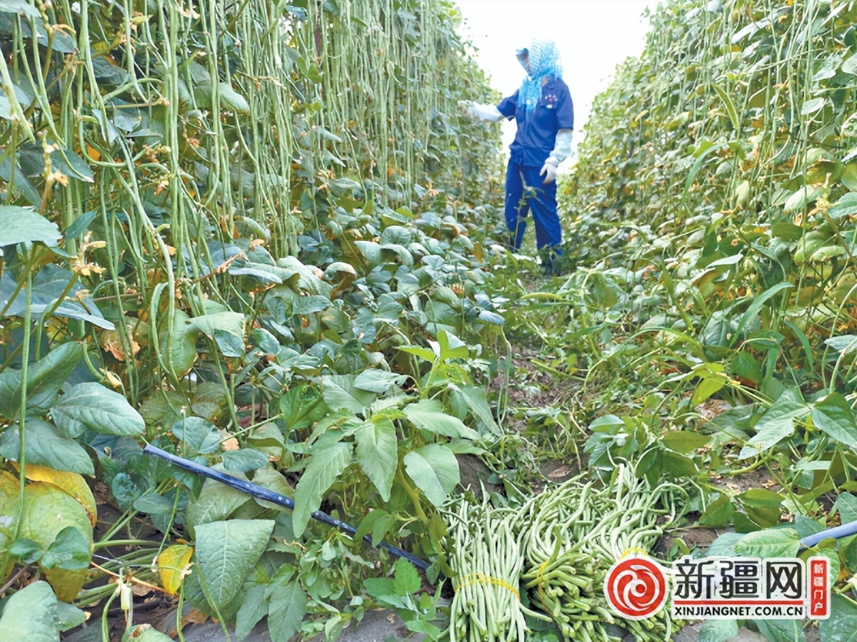 生活用品日用百货新疆包邮维语版,生活消费品店乌鲁木齐