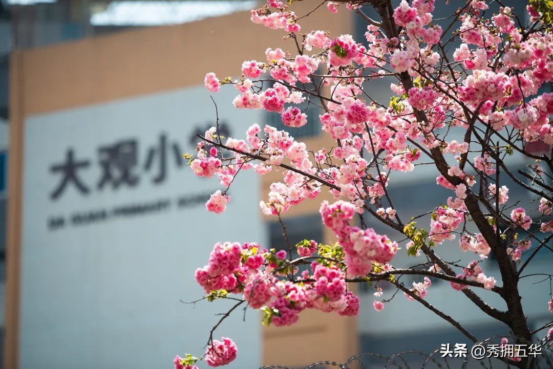 把春天装进校园里作文,把春天装进眼里