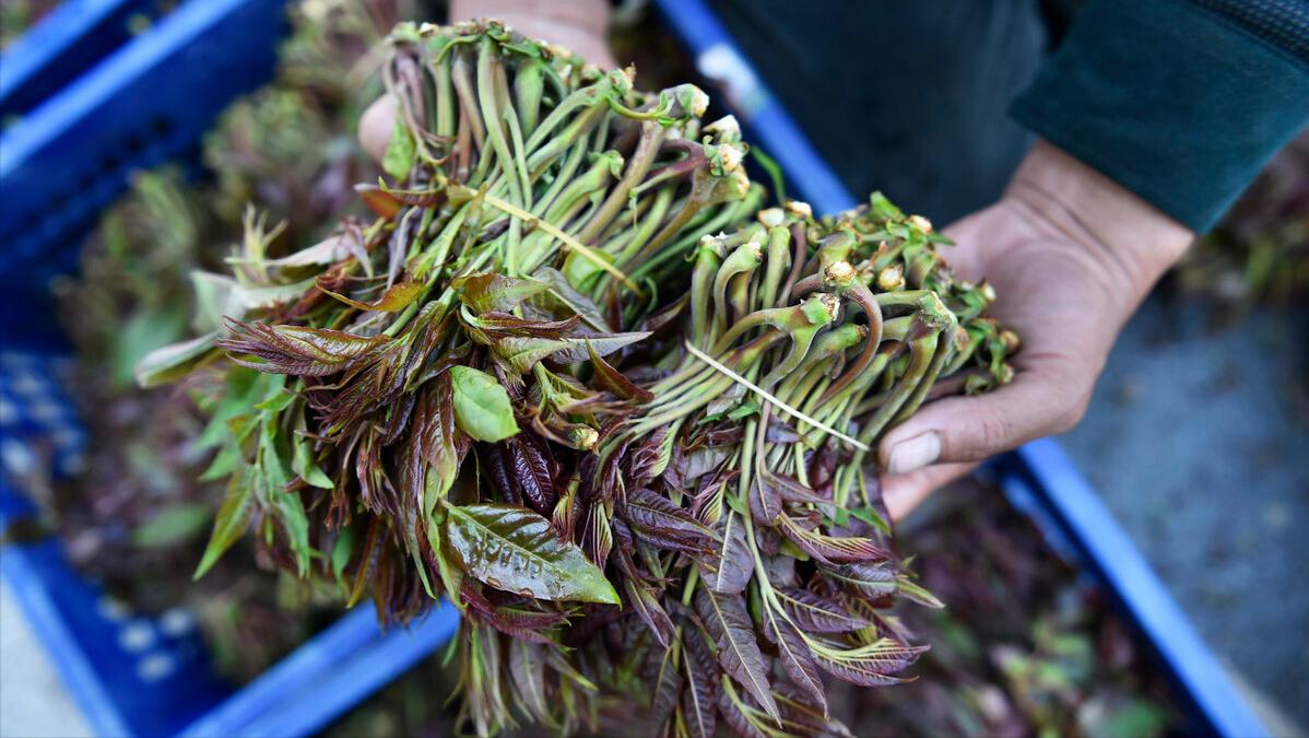 香椿苗和香椿芽一样含致癌物,有的人说香椿含致癌物是真的吗