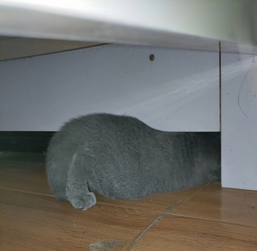 蓝猫是怎样保护主人的,蓝猫是不是不能常常摸