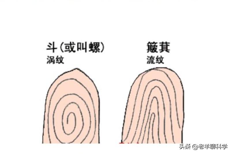 关于断掌纹的民间说法,断掌纹的性格有科学依据吗