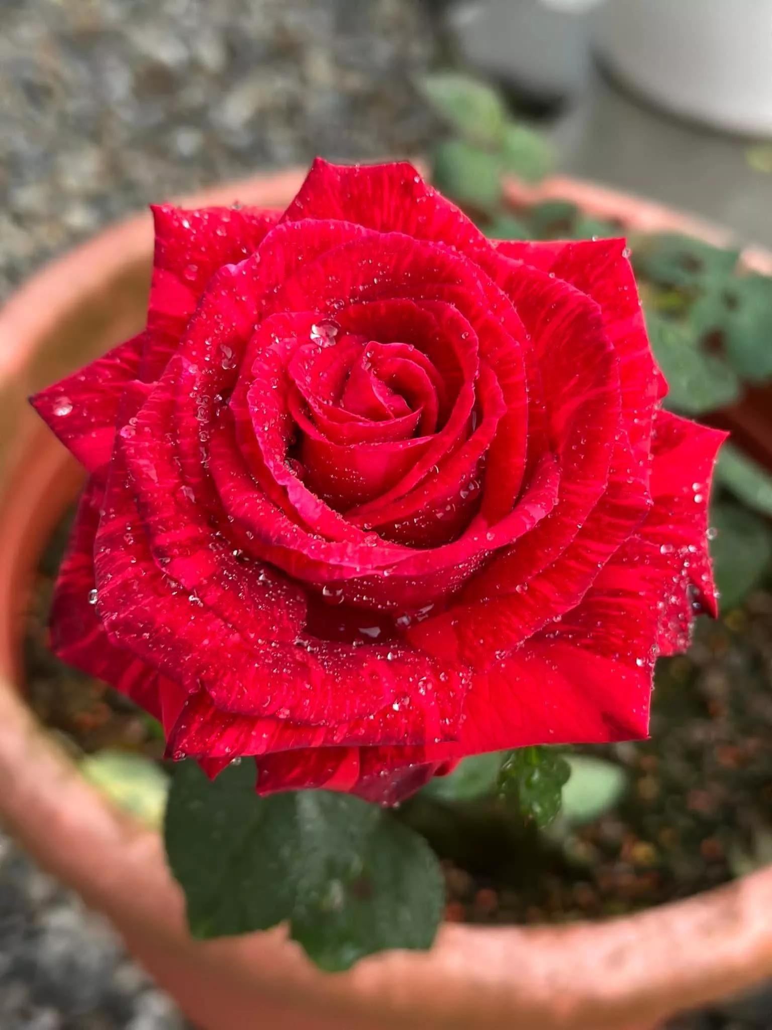 月季品种醉花,月季品种大全及图片欣赏