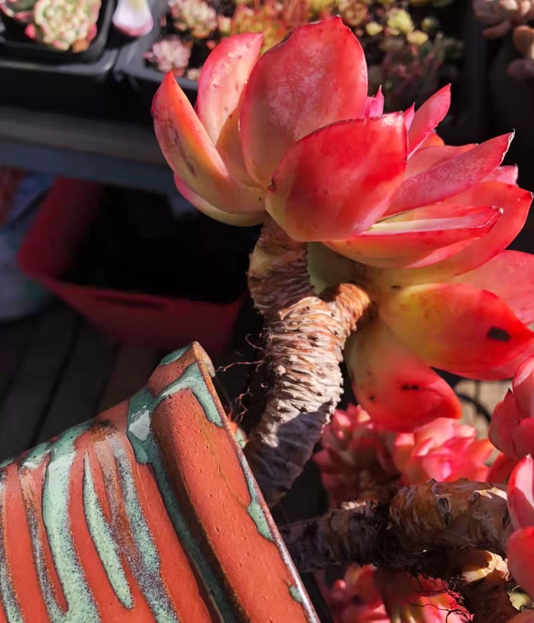 南方的多肉露养也可以很美的,东北阳台露养多肉