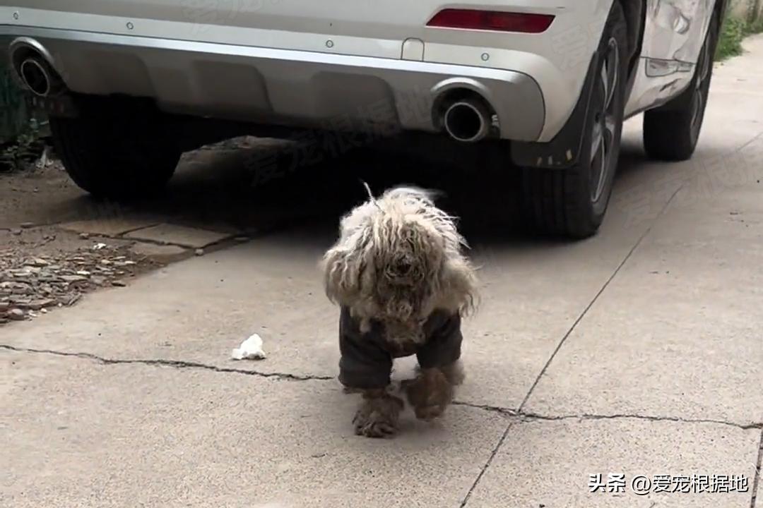 走失5个月的比熊身上还穿着棉袄,走失比熊回来了