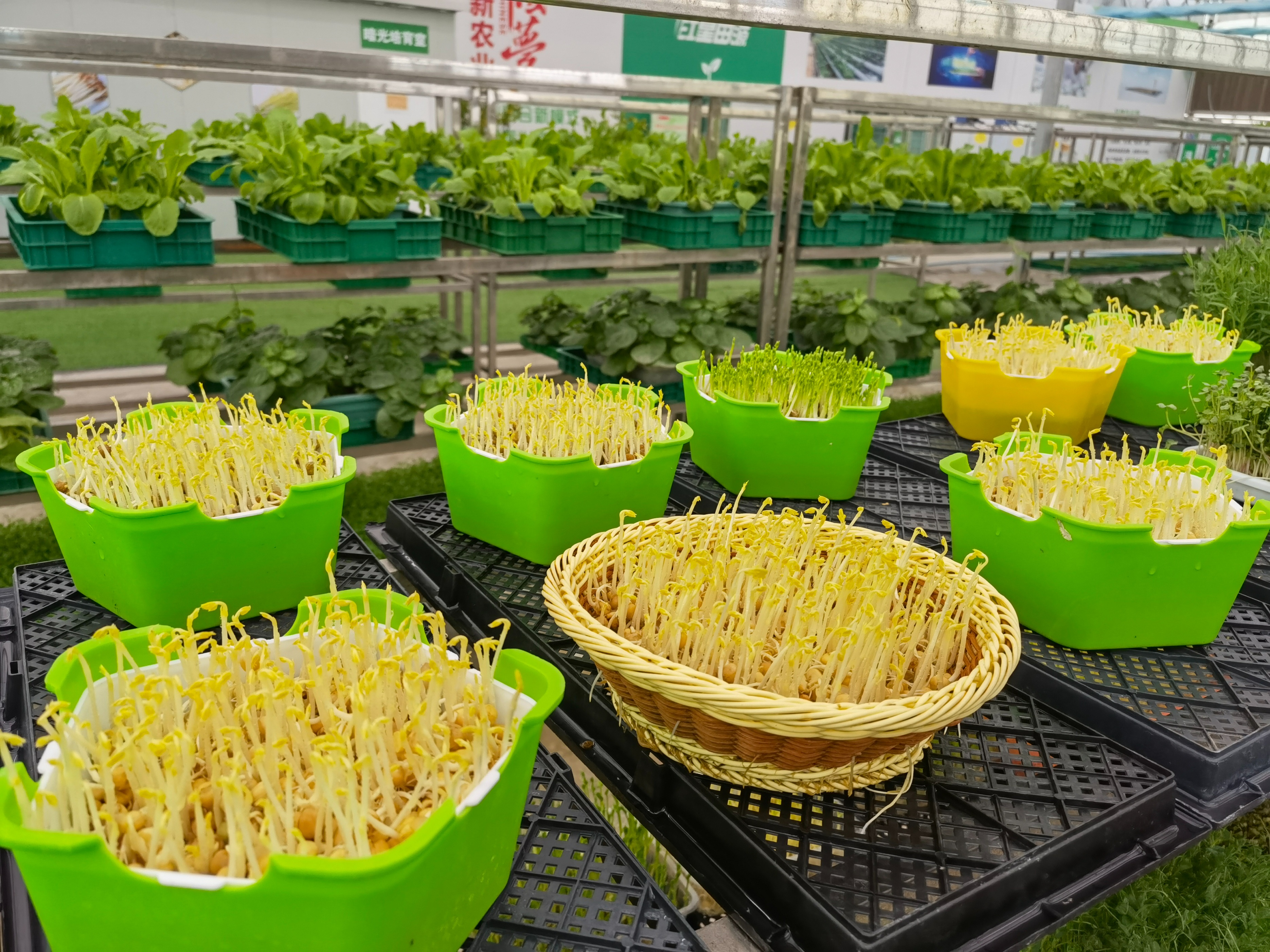 芽苗菜种植骗局,芽苗菜真的很赚钱吗