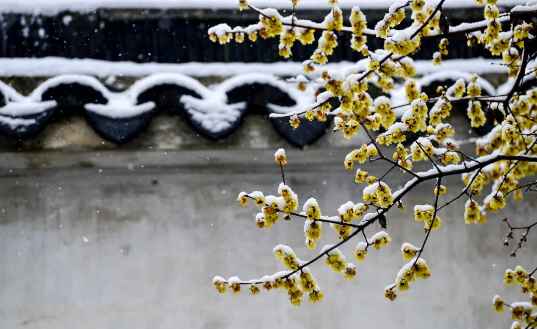 赏雪、寻梅、泡汤、羊肉、时令、跨年，浪漫冬季，不如来苏州吧