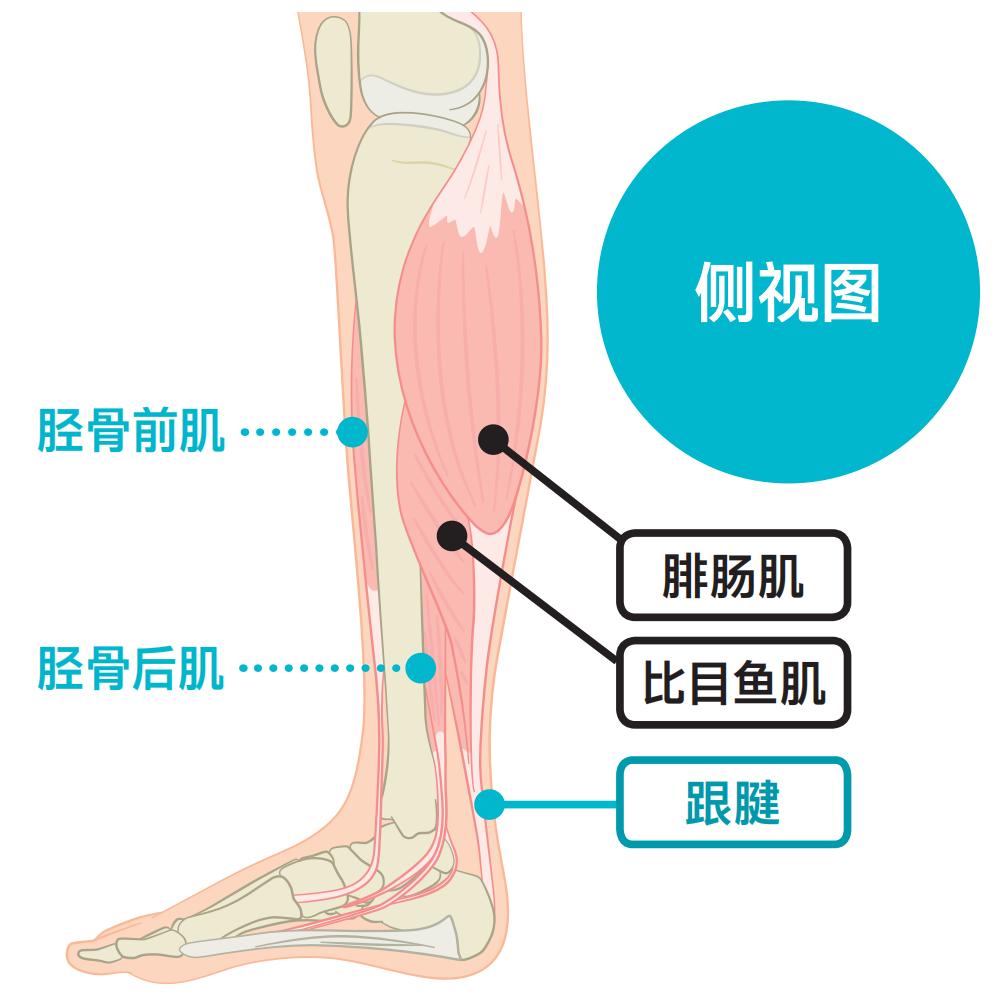 锻炼脚底跟腱的方法有哪些,足部跟腱拉伸的好处