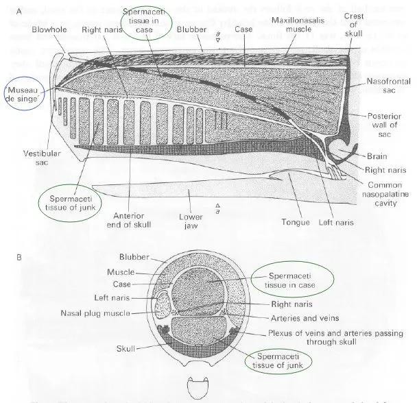 大王乌贼是不是抹香鲸的食物,抹香鲸是如何找到大王乌贼的