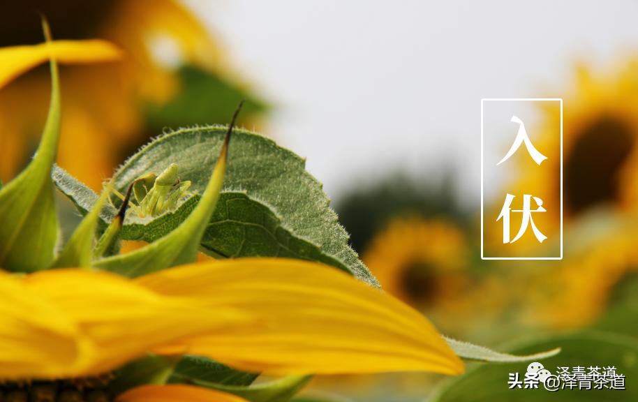 三伏天一定要知道的健康小知识,三伏天健康攻略