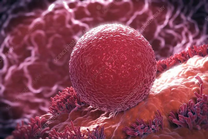 试管婴儿移植后多久胚胎就能着床,试管移植后胚胎多久可以着床