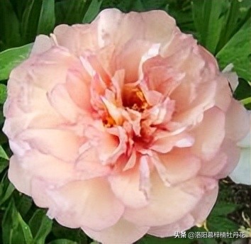 牡丹芍药的种植方法和注意事项,芍药苗子购买