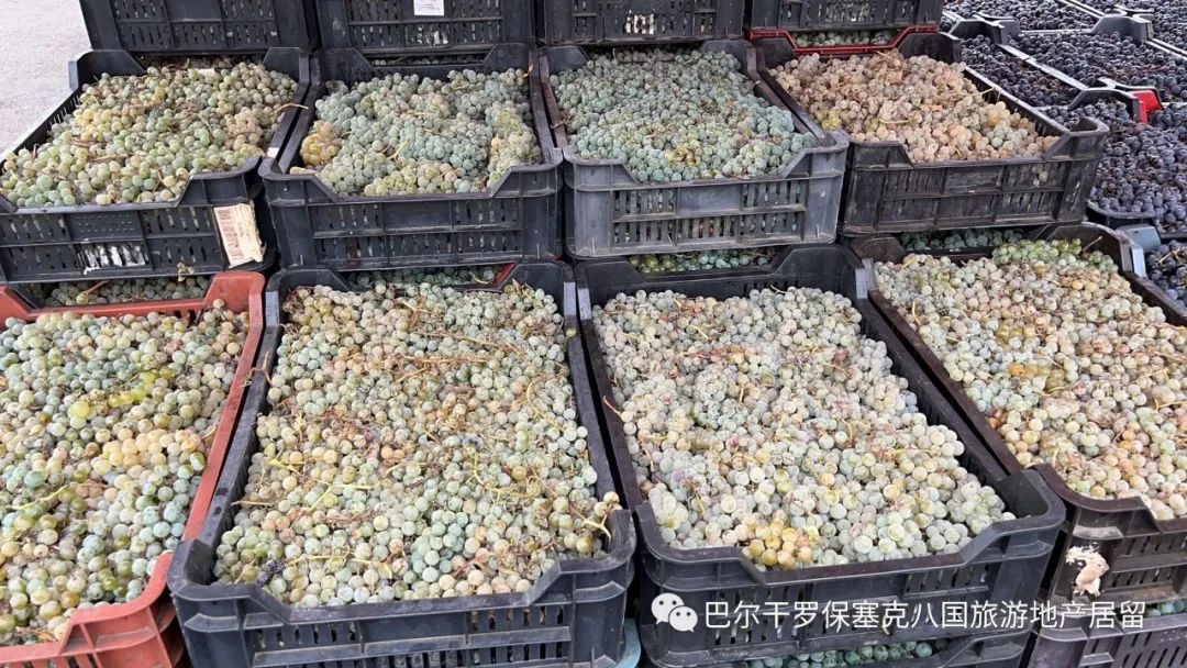 罗马尼亚蔬菜,罗马尼亚大型水果批发市场