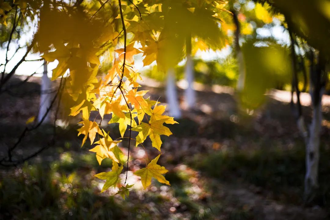 凌晨一点多咳嗽厉害中医辩证,一躺下咳嗽就特别厉害中医辨证
