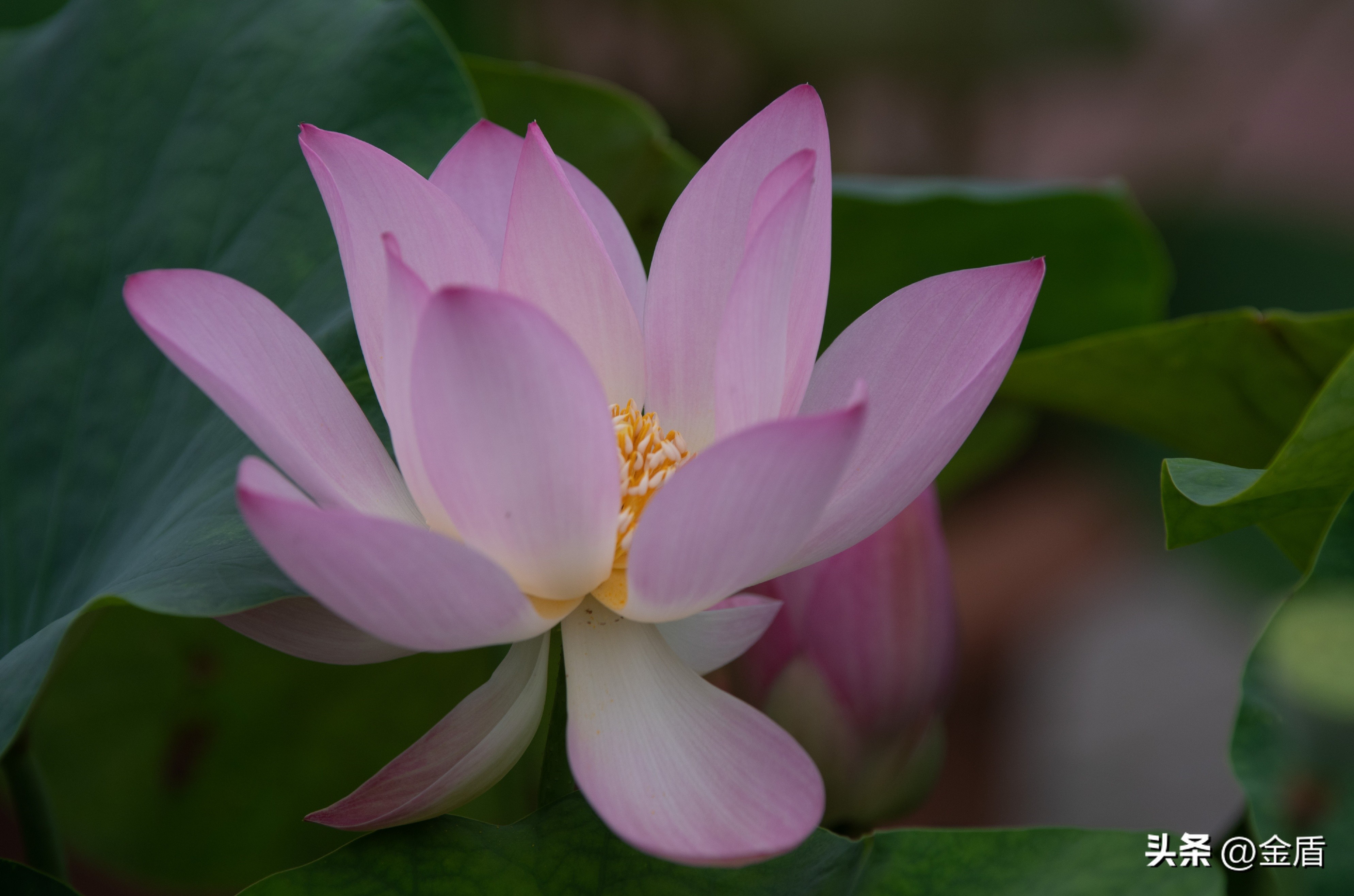 纯洁无瑕的荷花,荷花象征着纯洁无瑕