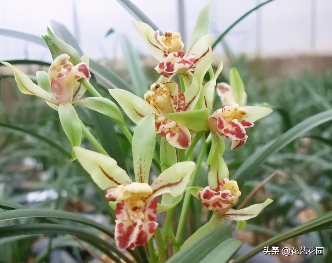 种花防蚊最好的花,驱蚊虫的克星花