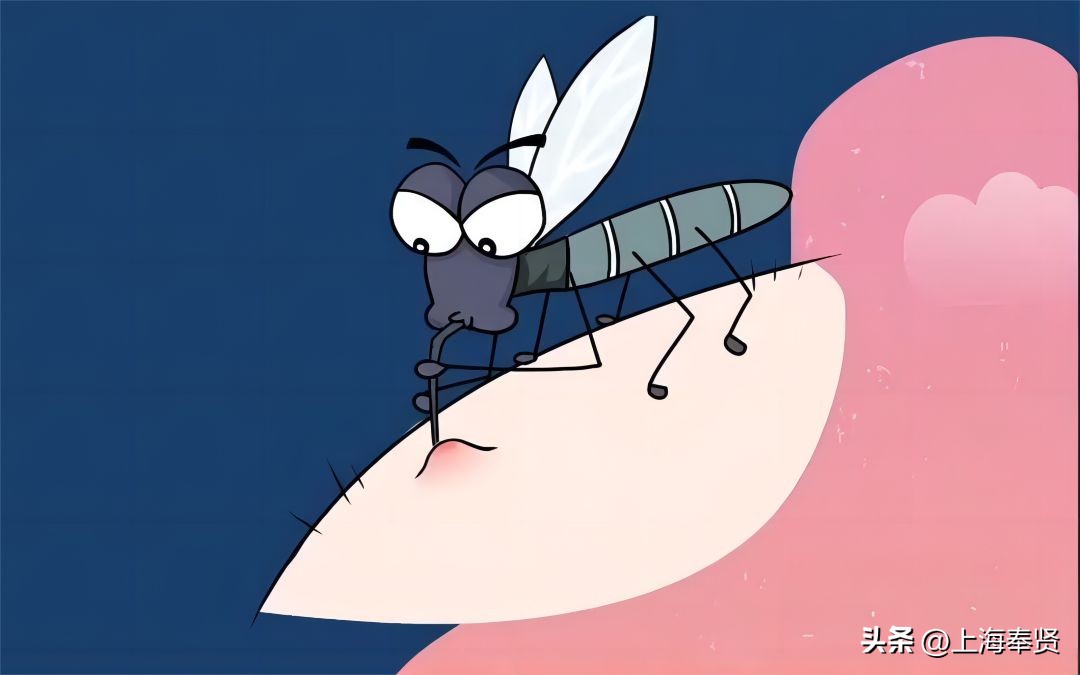 夏季被虫子咬了怎么办,夏季皮肤病攻略虫咬感染篇