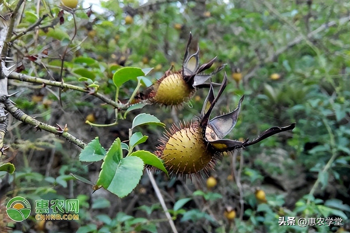 安国金樱子价格多少一斤,22年金樱子根多少钱一斤图片