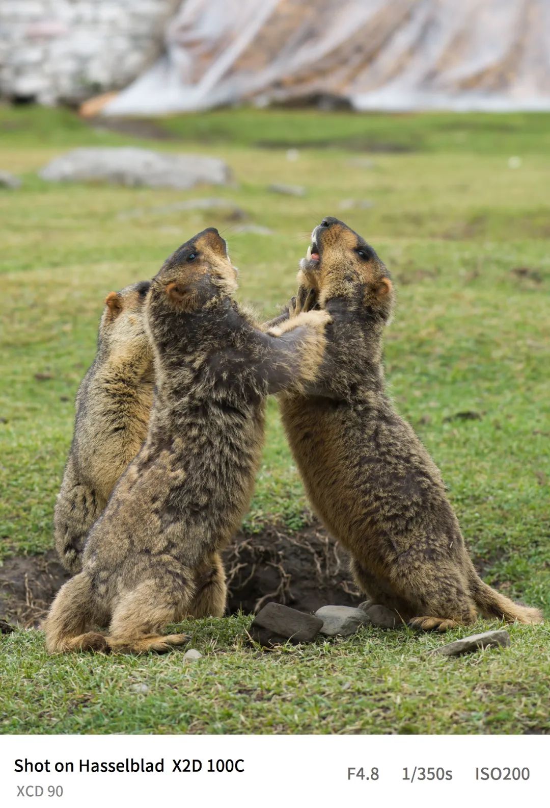 哈苏x2d-100c的三款镜头价格,哈苏x2d100c能不能用佳能ef镜头