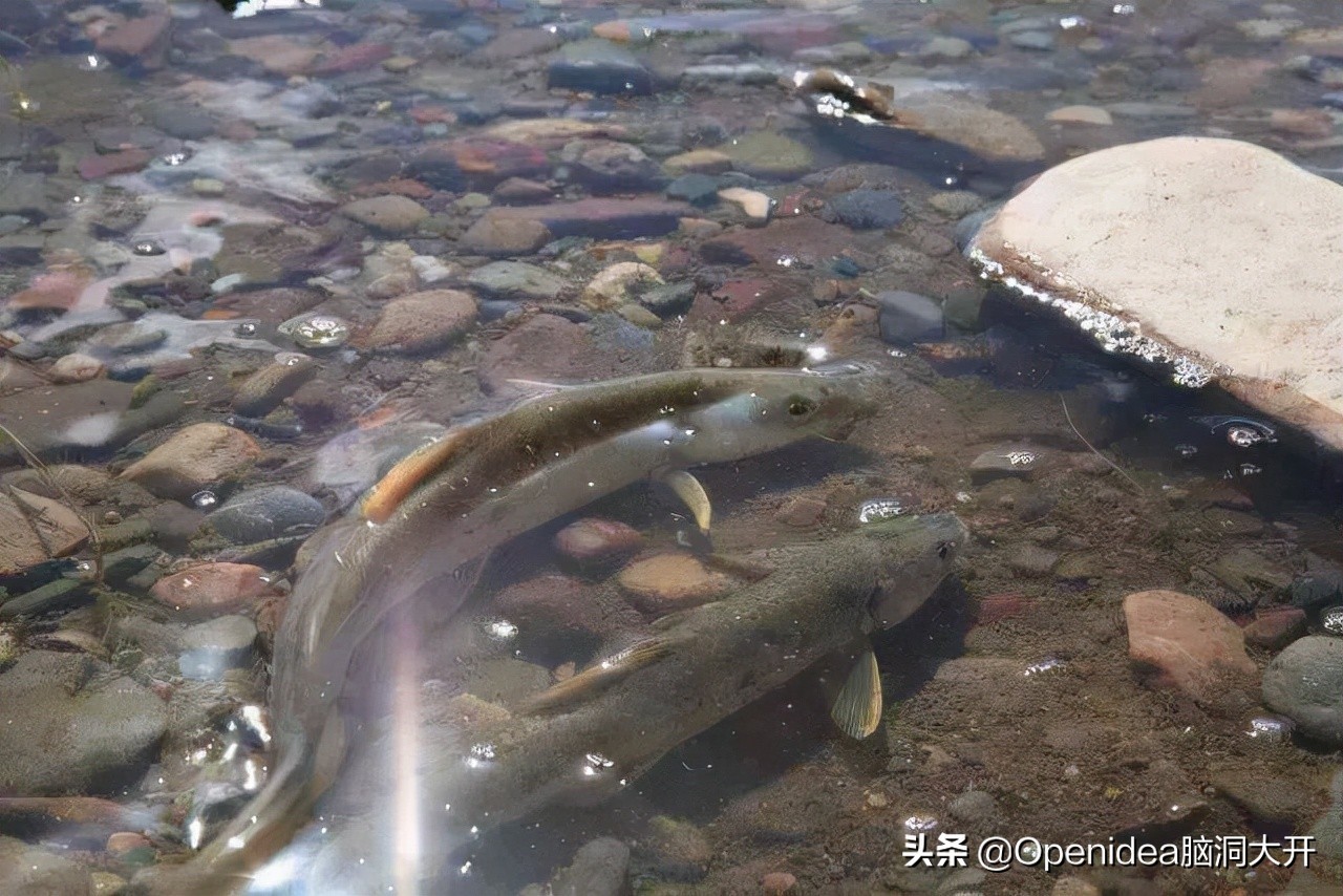 青海湖湟鱼濒临灭绝的原因,为什么青海湖的湟鱼需要拯救