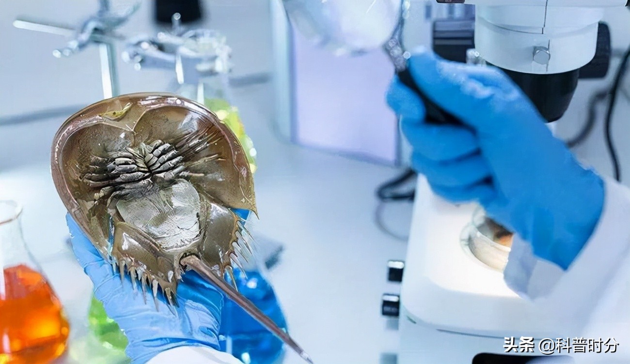 4亿多年蓝色血液引人类陷入绝境,4亿岁生物被疯狂抽血