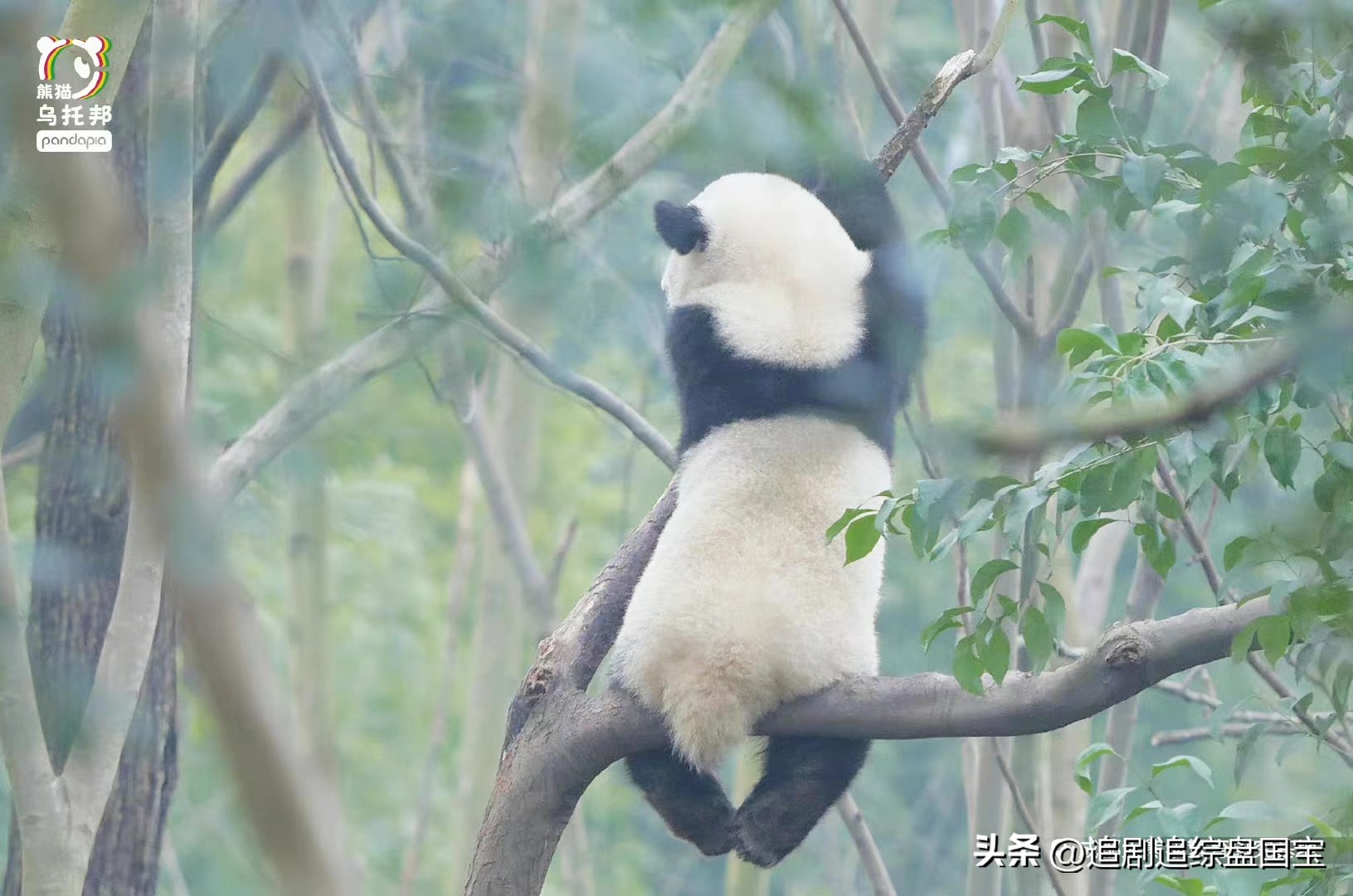 大熊猫金双金喜,大熊猫金喜金双
