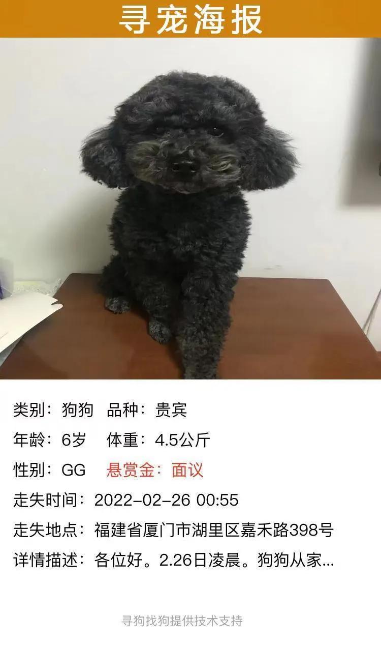 厦门黑色泰迪丢失,厦门捡到黑贵宾