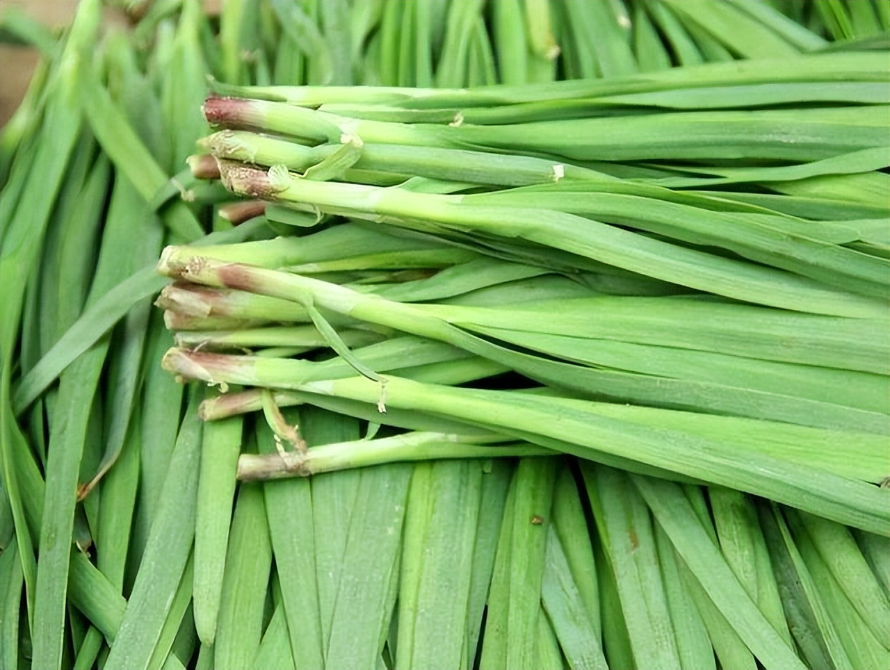 韭菜和枸杞哪个补肾效果更好,韭菜煮水补肾补肝最快的方法