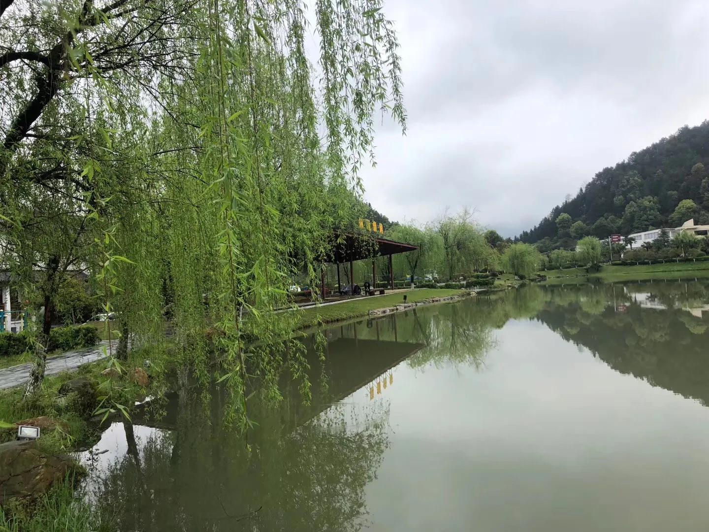 40首咏柳七绝现代,贺知章咏柳七绝