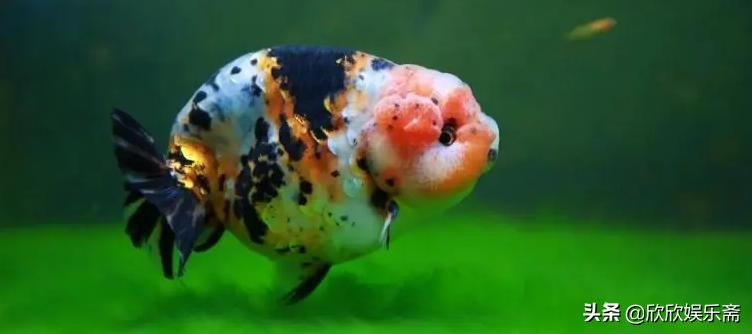 兰寿金鱼可以养在草缸吗,兰寿鱼缸开缸教程