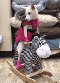 老婆不知去哪买的这衣服，刚进家门就给我吓了一身汗，好尴尬