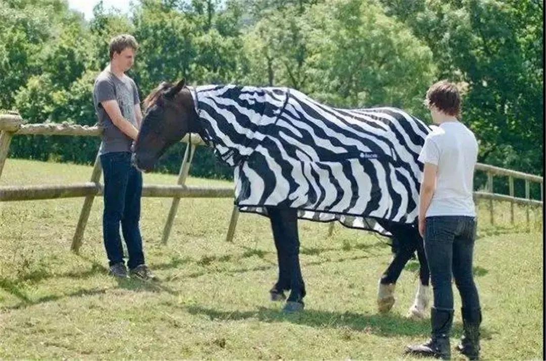 斑马的条纹果然不是白长的,斑马为什么身上长黑白条纹