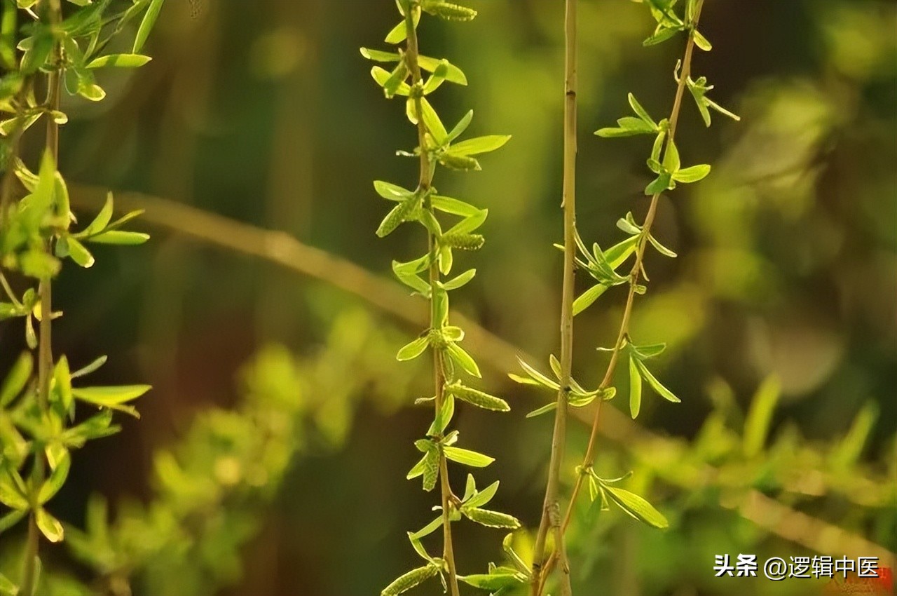 辟谷全过程视频,辟谷成功的真实案例视频