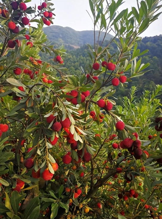 带你们体验摘杨梅的乐趣,酸酸甜甜的杨梅有谁陪我一起采摘