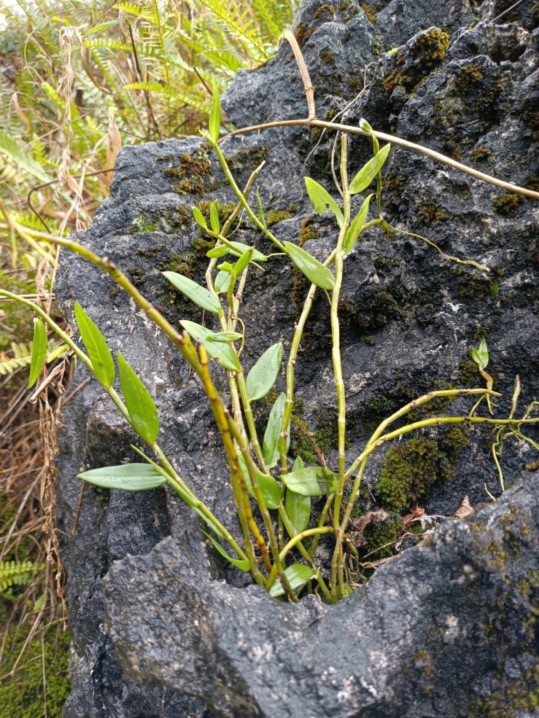 野生鲜石斛多少一克,一般野生石斛干品多少一克