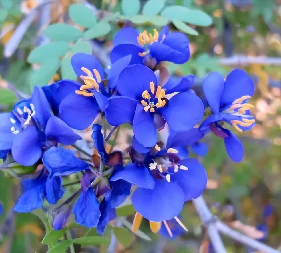 植物识别小口诀，总结的太全了！