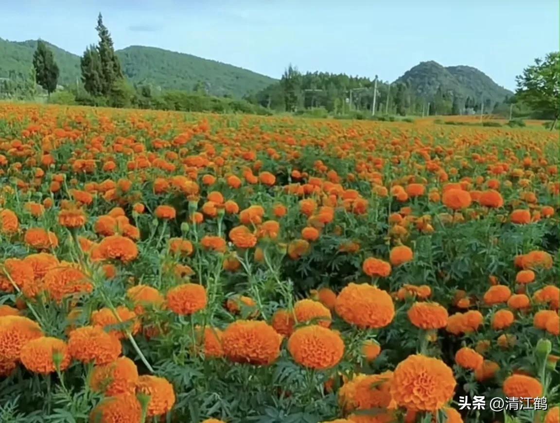 菊花盆栽枯萎后第二年能长新芽吗,刚买回来的菊花花朵枯萎了怎么救