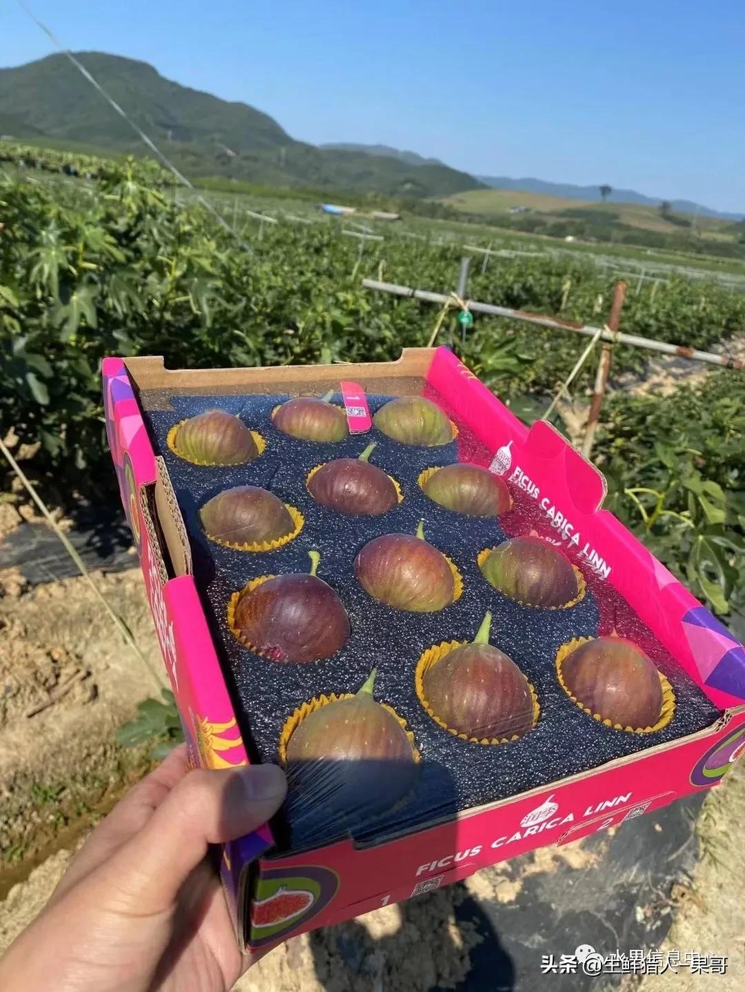 在水果中浆果是分哪几种,水果分类浆果