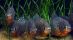 骞夸笢鏈変竴绉嶈兘鍦ㄩ檰鍦颁笂琛岃蛋鐨勯奔,鍗楁柟鏈変竴绉嶅緢甯歌鐨勯奔