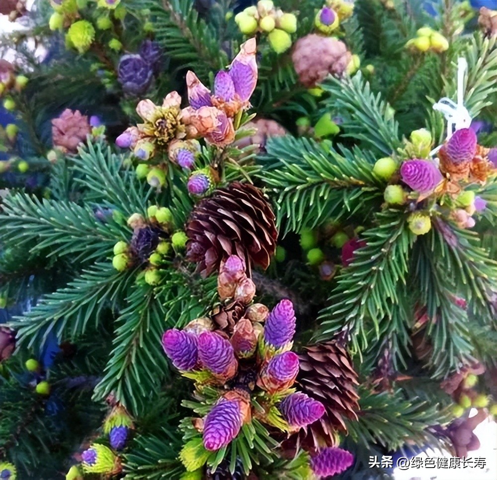 最漂亮的松树开花图片,哪种松树开花好看