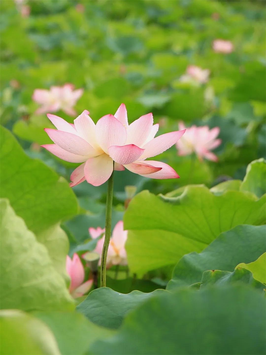 从化草埔村荷花游记,从化小杉村游玩攻略油菜花